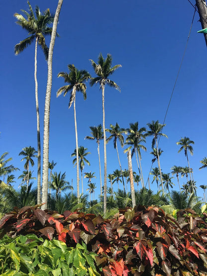 Enroute to Portland Jamaica - 45cm x 60cm / Print only - C-Type